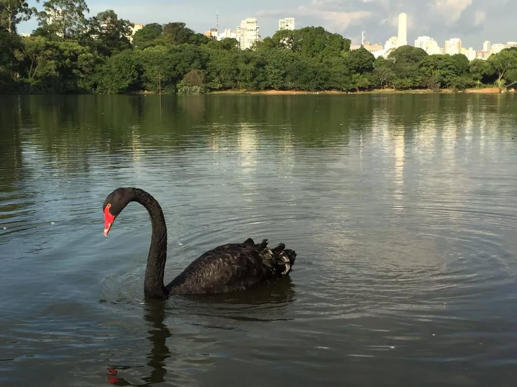 sao paulo parque do ibirapuera animais