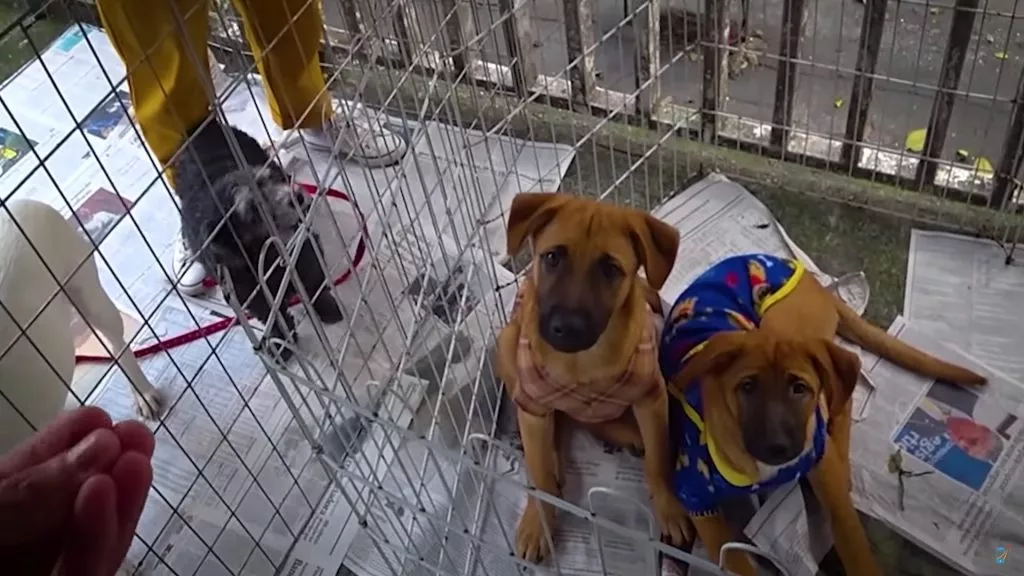 Tiago Lopes - Rua das antiguidades